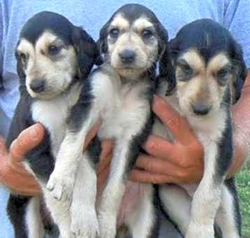 Photo of Afghan Hound
