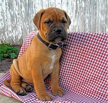 Photo of Bullmastiff