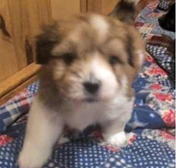 Photo of Coton De Tulear