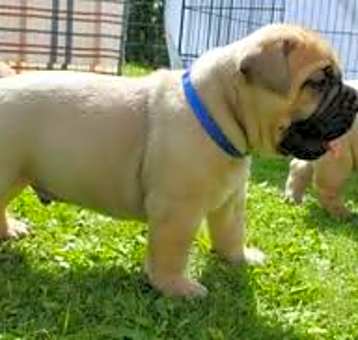 Photo of English Mastiff
