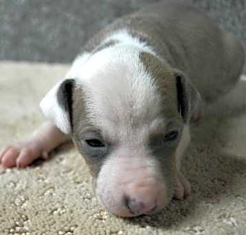 Photo of Italian Greyhound