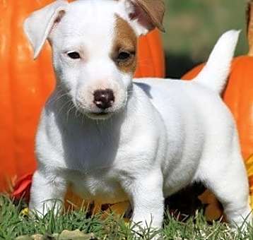 Photo of Jack Russell Terrier