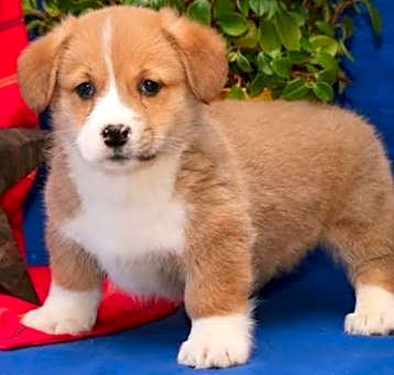 Photo of Welsh Corgi, Pembroke