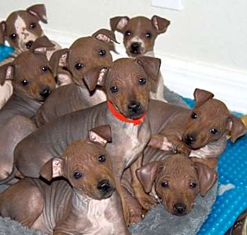 Photo of American Hairless Terrier pupp
