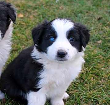 Photo of Border Collie puppy