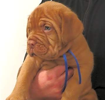 Photo of Dogue De Bordeaux puppy