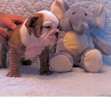 Photo of English Bulldog puppy