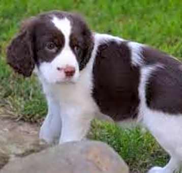 Photo of English Springer Spaniel puppy