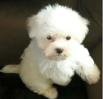 Photo of Maltese puppy