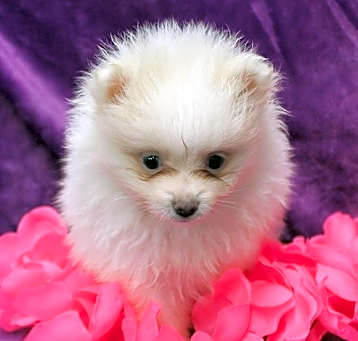 Photo of Pomeranian puppy