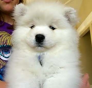 Photo of Samoyed puppy