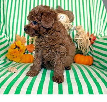 Photo of Toy Poodle puppy