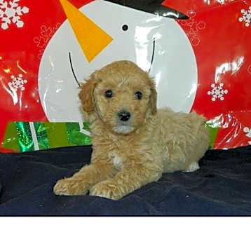 Photo of Miniature Poodle puppy