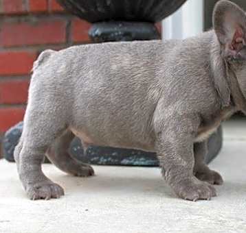 Photo of French Bulldog puppy