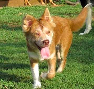 Photo of Ginger