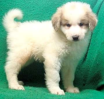 Photo of Buffy