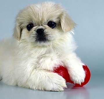 Photo of Buffy