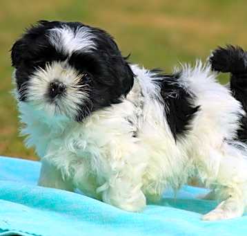 Photo of Buffy