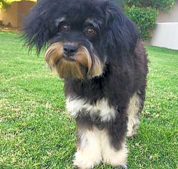 Photo of Willow