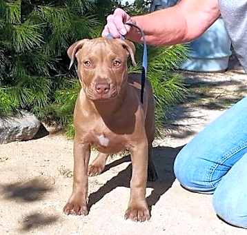 Photo of American Pit Bull Terrier pupp