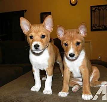 Photo of Basenji puppies