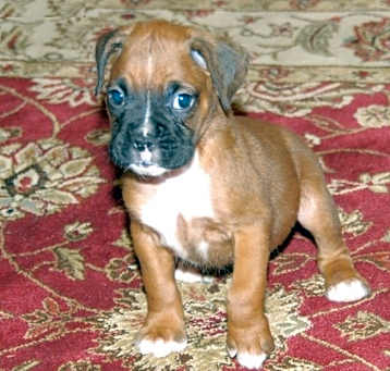 Photo of Boxer  Puppies