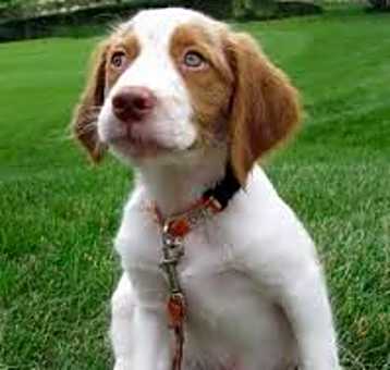 Photo of Brittany puppies
