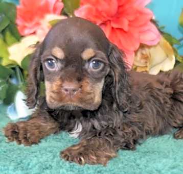 Photo of Cocker Spaniel Puppies