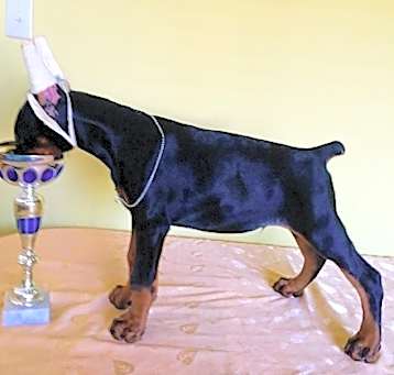 Photo of Doberman Pinscher Puppies
