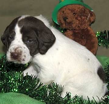Photo of German Shorthaired Pointer