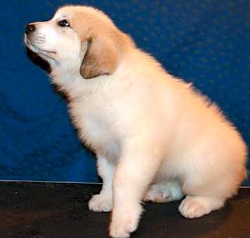 Photo of Great Pyrenees Puppies