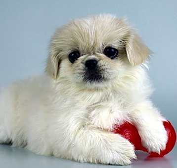 Photo of Pekingese Puppies