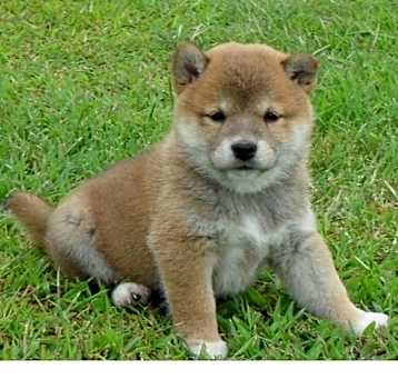 Photo of Shiba Inu puppies