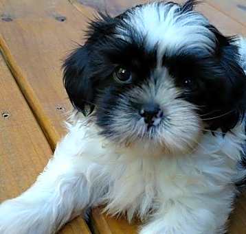 Photo of Black and white Shih Tzu