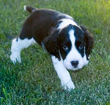 Photo of black/white English Springer S