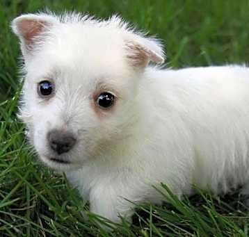 Photo of darling West Highland White Te