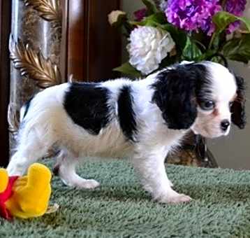 Photo of cutie Cavalier King Charles Sp