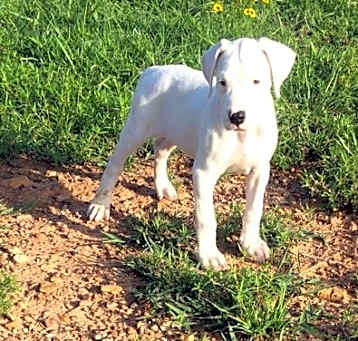 Photo of registered Dogo Argentino pupp