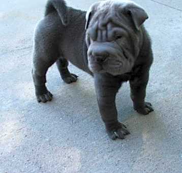 Photo of Chinese Shar-Pei