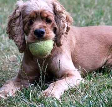 Photo of Cocker Spaniel