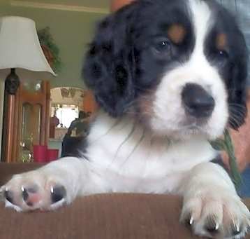 Photo of English Springer Spaniel