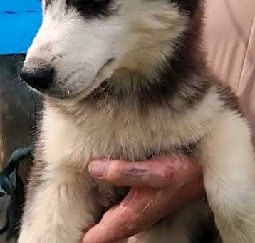 Photo of Siberian Husky