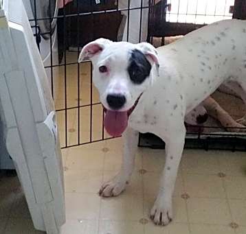 Photo of Dotti