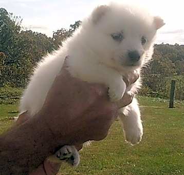 Photo of American Eskimo Dog