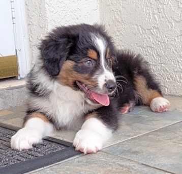 Photo of Australian Shepherd
