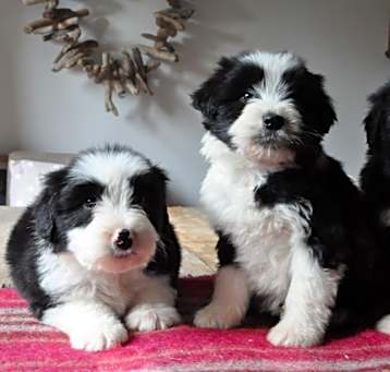 Photo of Bearded Collie