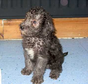 Photo of Bedlington Terrier