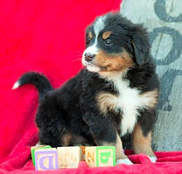 Photo of Bernese Mountain Dog