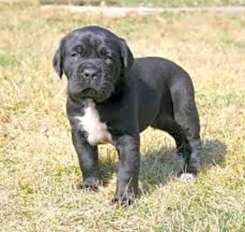 Photo of Cane Corso