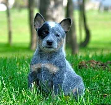 Photo of Cattle Dog